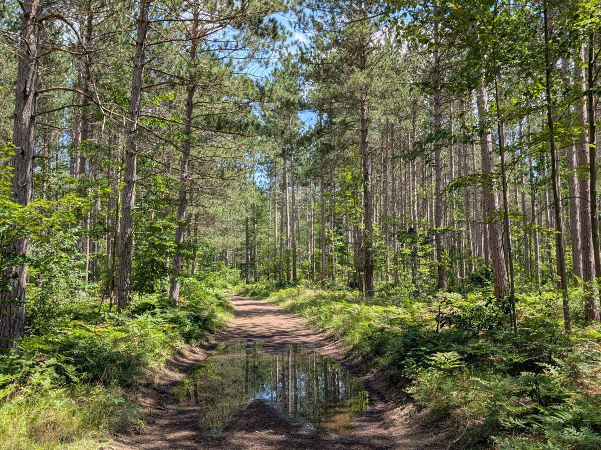 Jackpine Trail photo 5