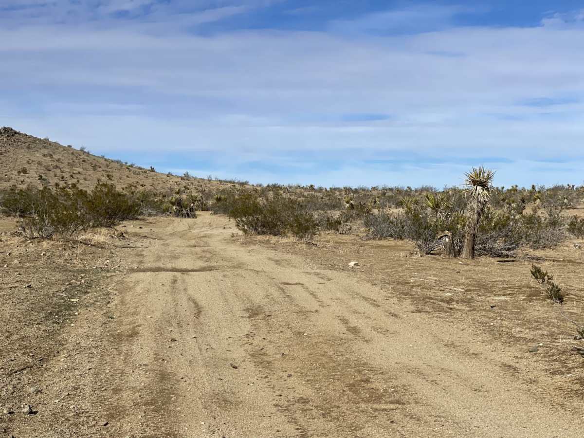 Oh Look, Joshua Trees trail photo