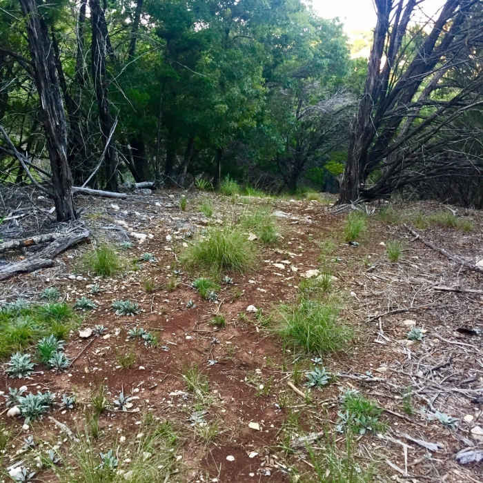 Near Lakeside Greenbelt Trail