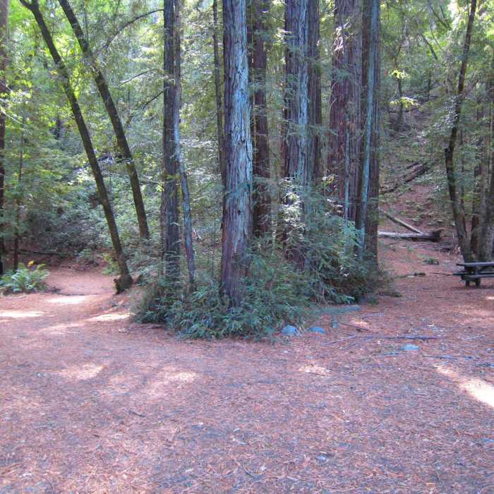 Near Cowan Meadow Trail