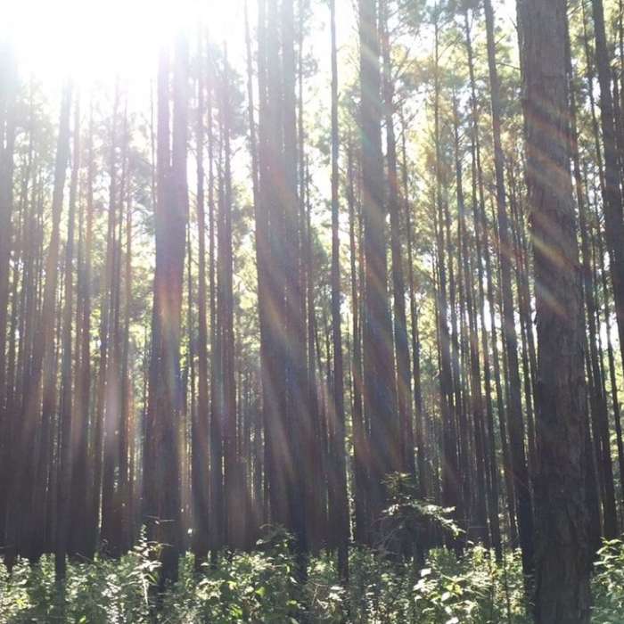 A view through the piney woods. Near Piney Creek-Hugo's Loop