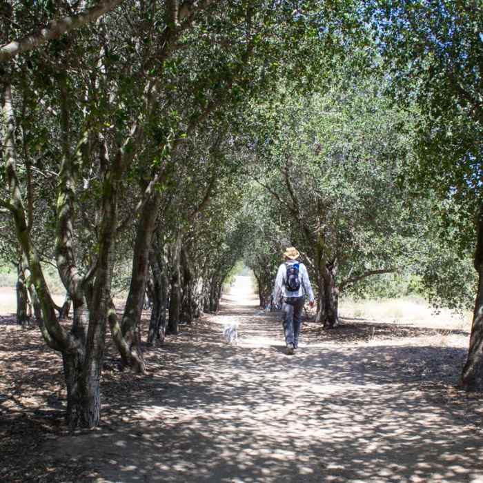 Near Iron Mountain Peak Trail #10