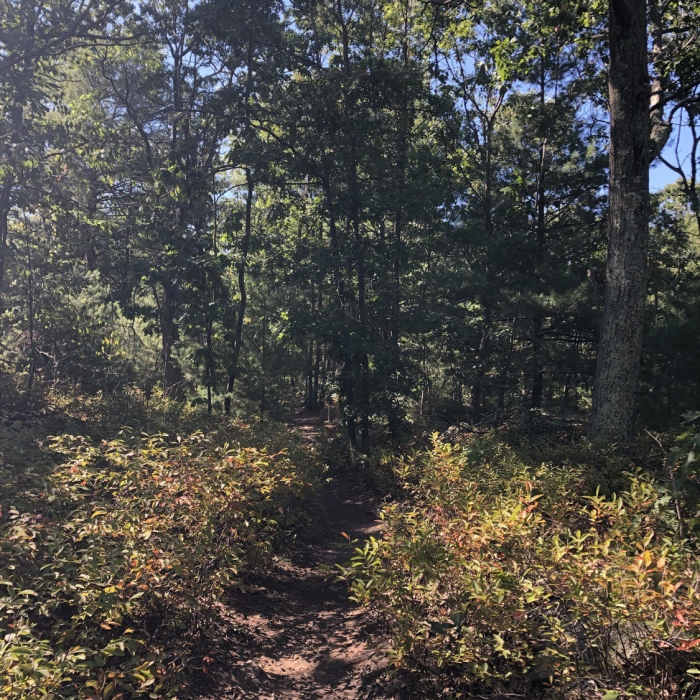 Typical mini trail that shoots off Skyline Near Cross Fells Trail