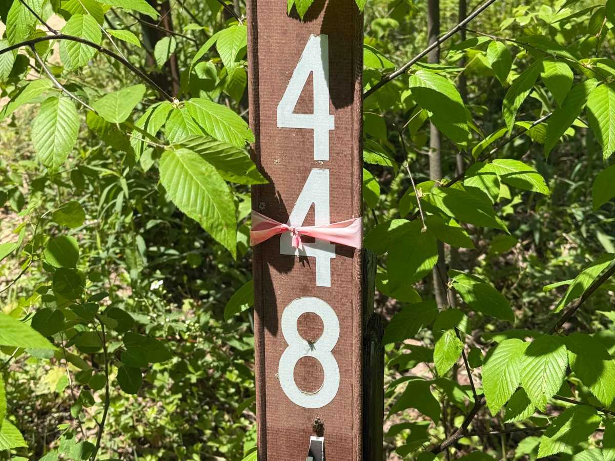 Hubert Run - FS 448 trail photo