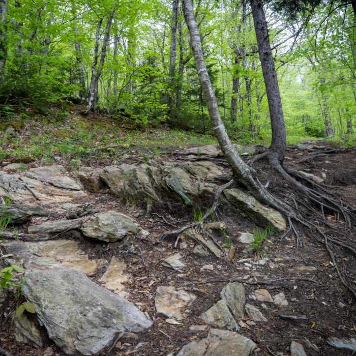Near Mount Greylock Summit Loop