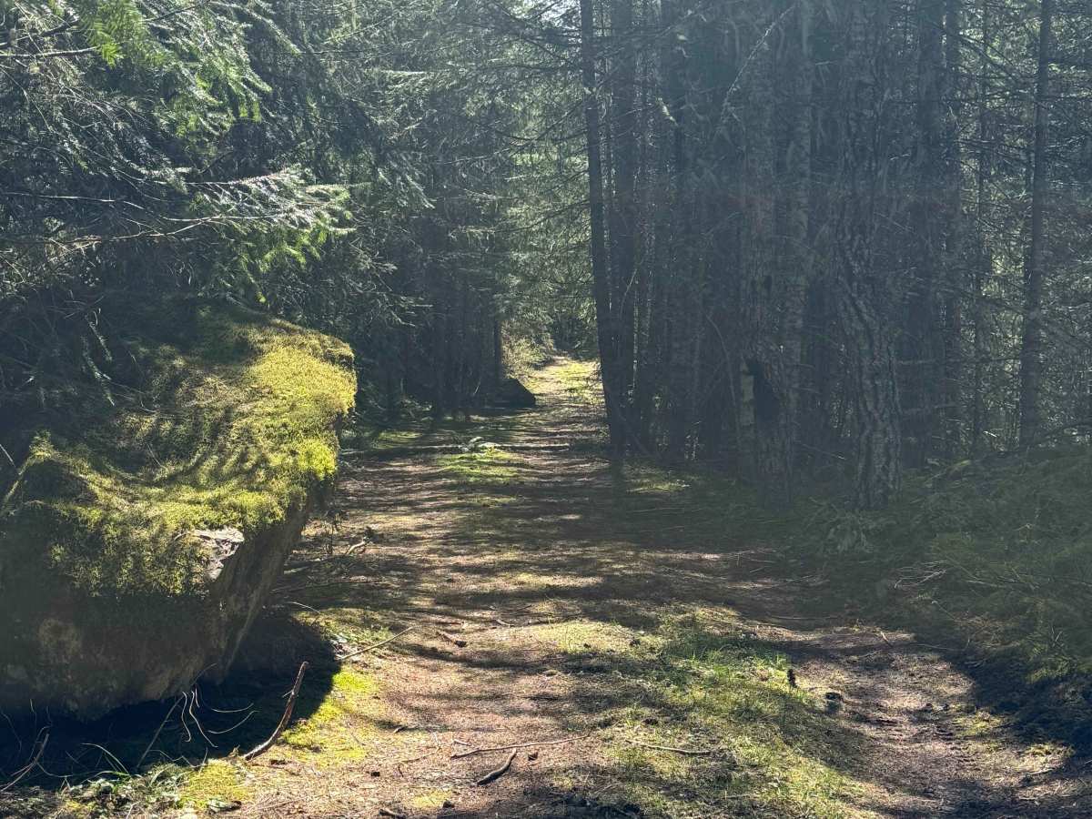 Cortright Junction - FR 4510 trail photo