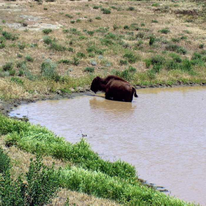 Near Trans Catalina Trail (TCT) Near Trans Catalina Trail (TCT)