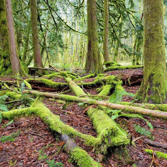 Rainforest near the lake. Near Moments In Time