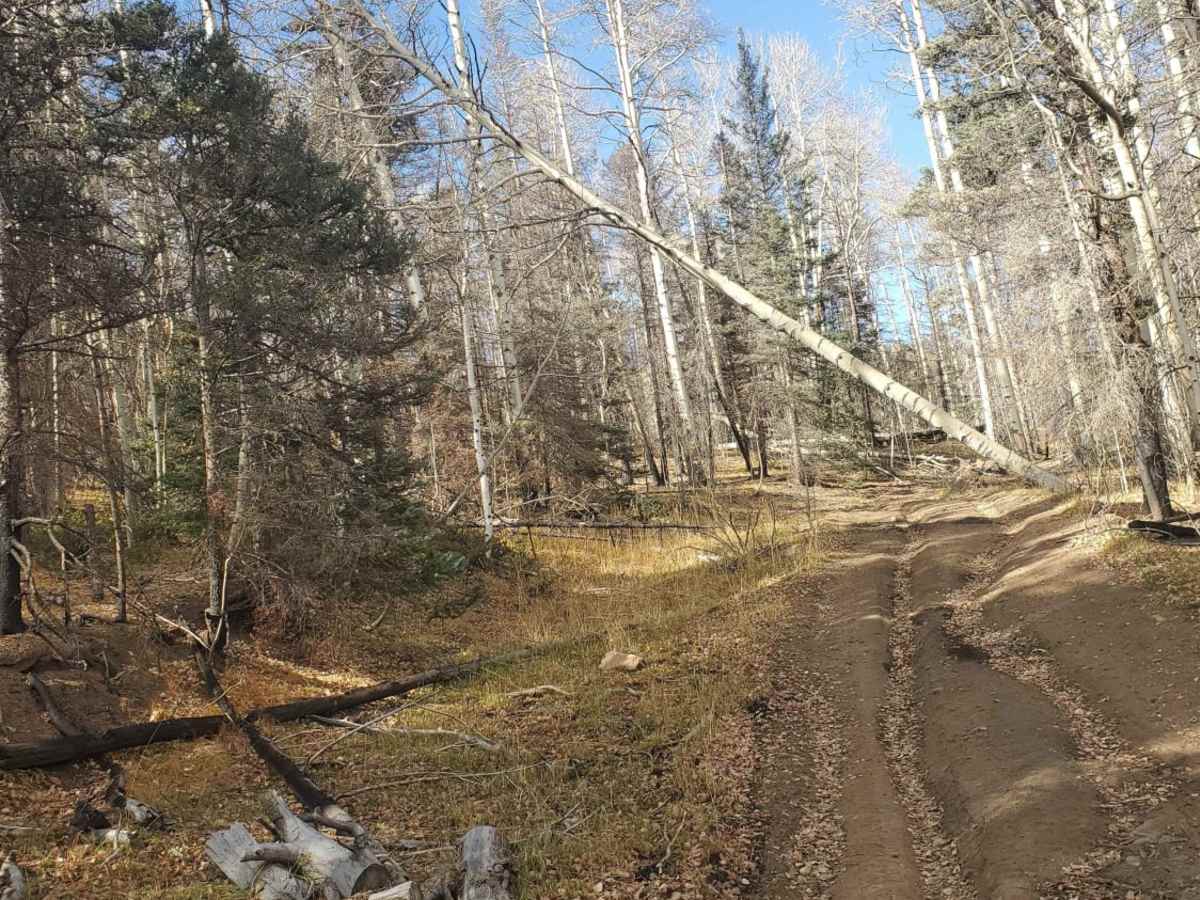 Luna Creek Trail photo 6