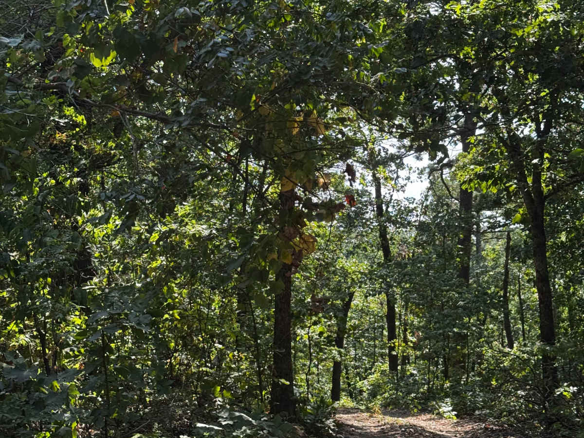 Short Cut to Cabins photo 2