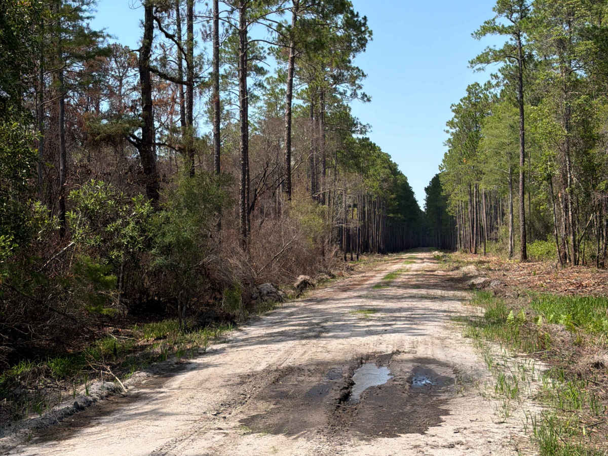 Alligator Swamp - FS 338 photo 2