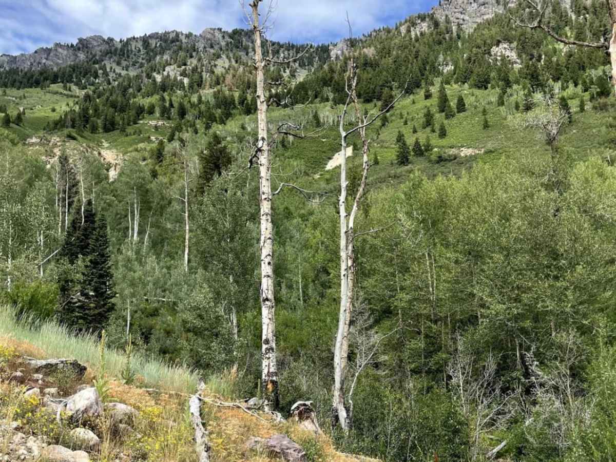 American Fork Snake Creek photo 5