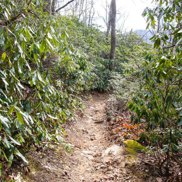 Near Mount Mitchell via Black Mountain Campground Near Mount Mitchell via Black Mountain Campground