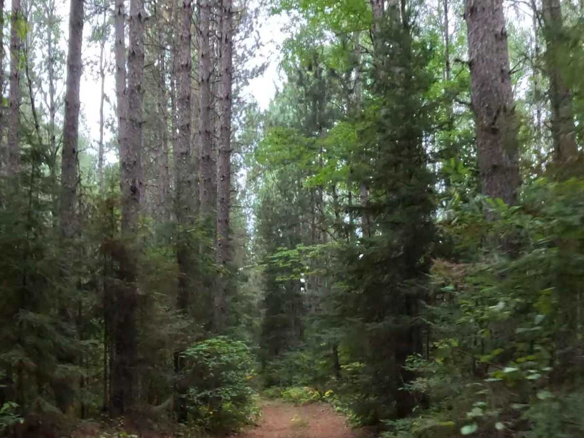 Beaver Road - FS 1892 photo 5