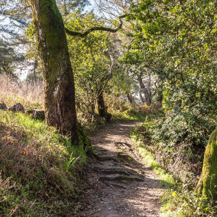 Near Upper DeLaveaga Loop Hike