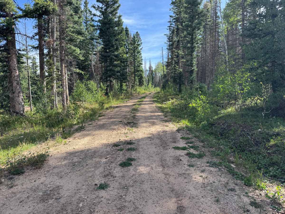 Pipe Creek Road photo 4