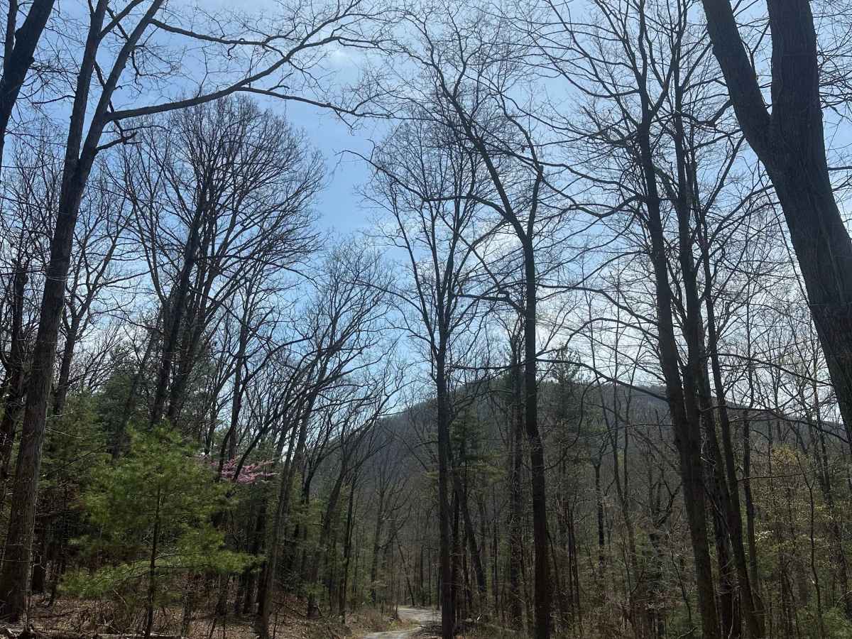 Alleghany Line Road photo 4