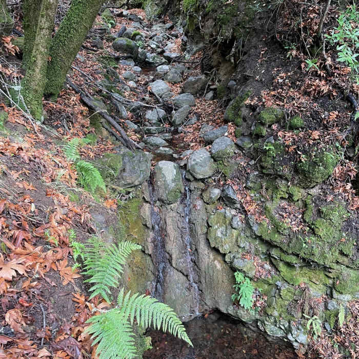 Near Los Trancos Loop