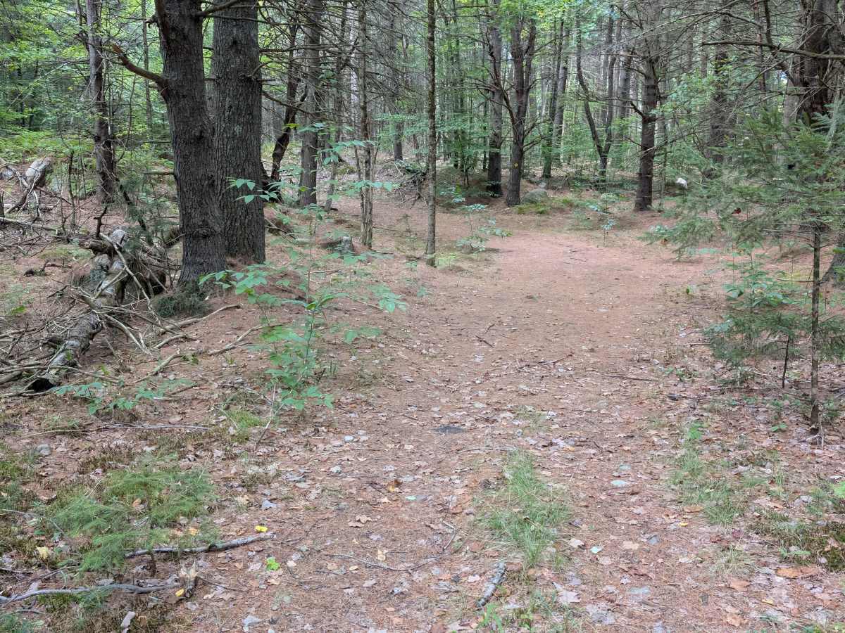 SLC-FOREST-14 photo 2