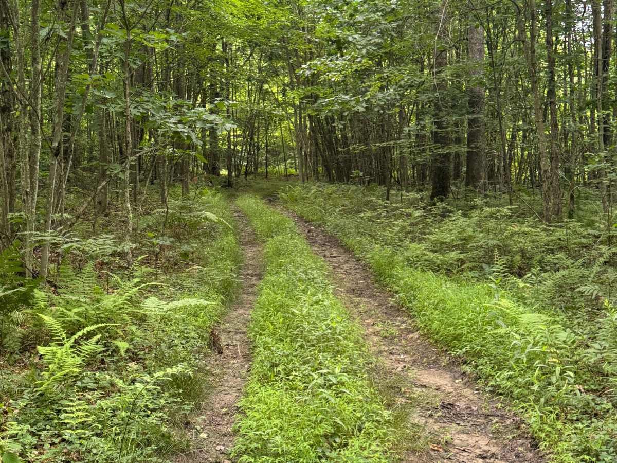 Trail 13 photo 4