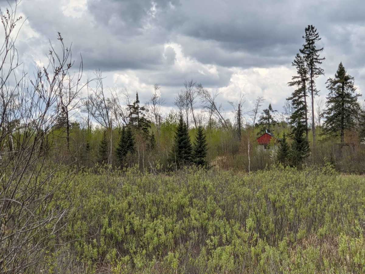 Park Forest, Potlatch, and Hilton Trails photo 4