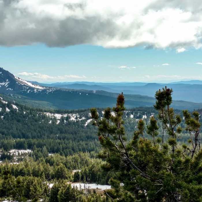 Near Tipsoo Peak Hike