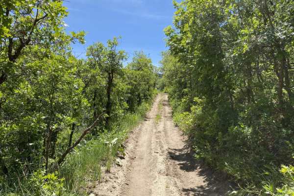 Maple Springs Trail