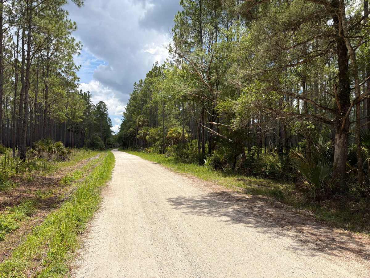 St Johns River Road photo 6