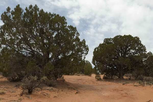 Paw Hole Road - NM1079