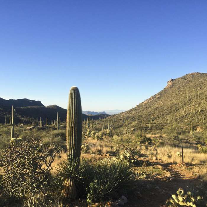 Near Wild Burro Trail