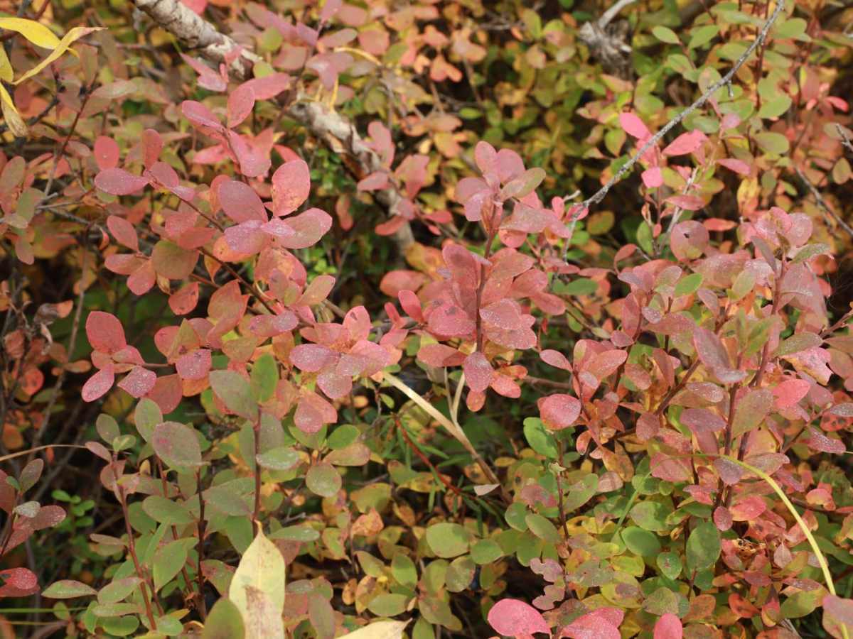 Denali Highway photo 2
