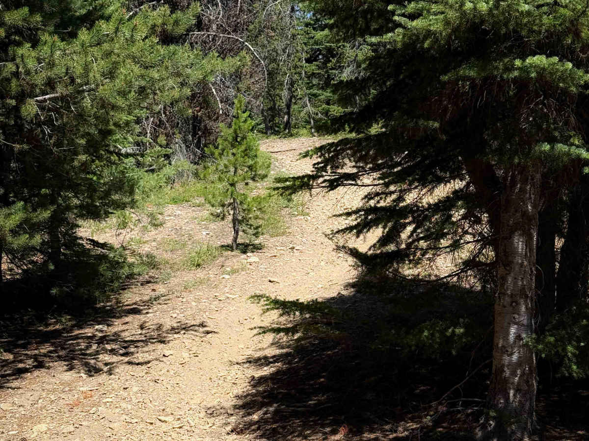 Blazed Ridge - FS 1333 photo 6