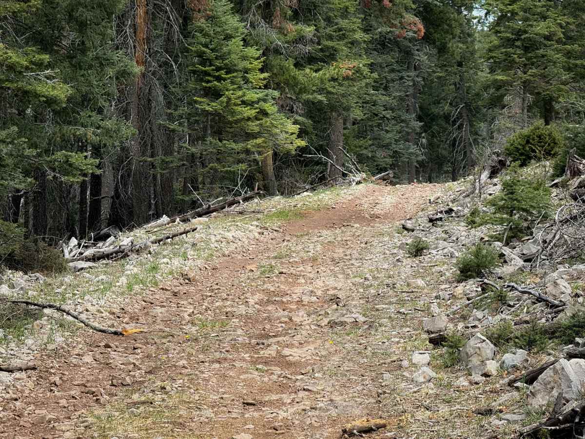 Schofield Canyon Trail - FS 5007A photo 6