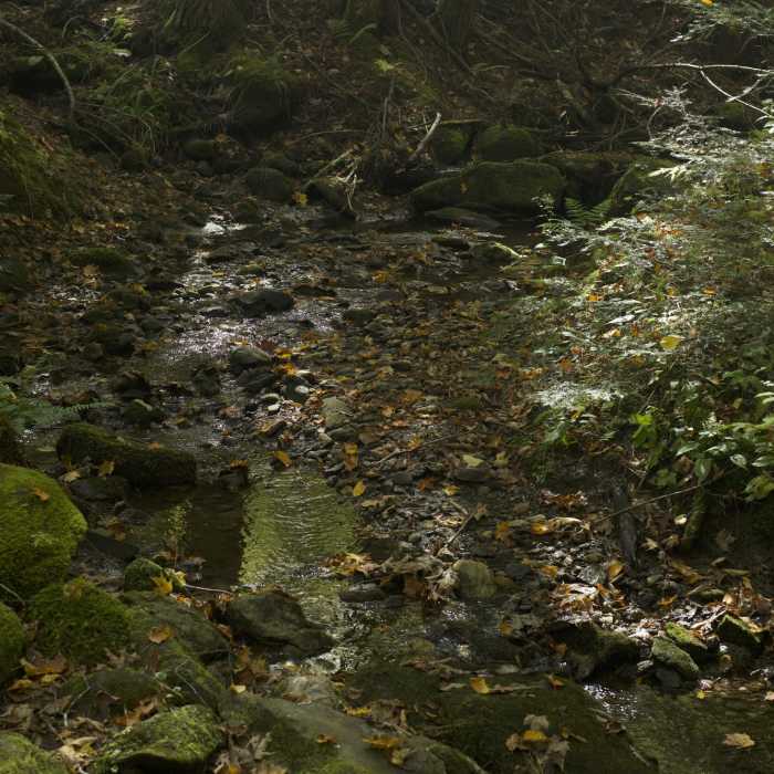 Near Pogue Brook Trail