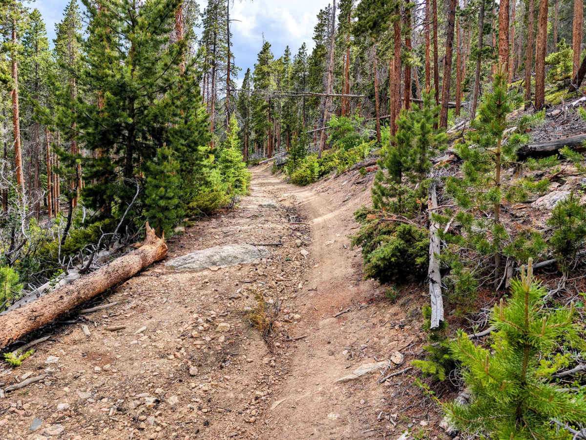 FS 234  trail photo
