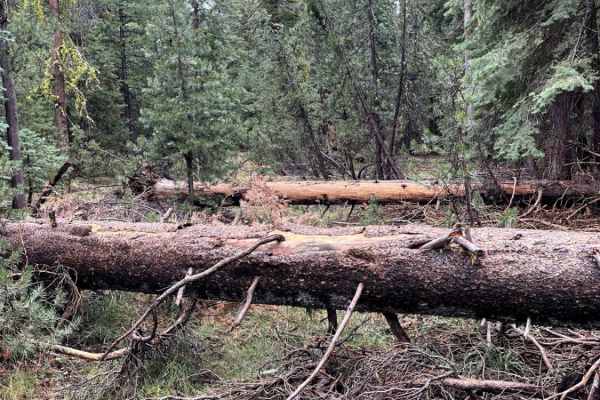 Old Tamarack