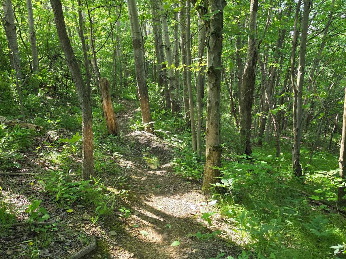 Single Track A trail photo