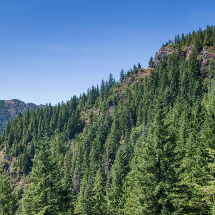 Near Elk Mountain to Elk Creek Loop