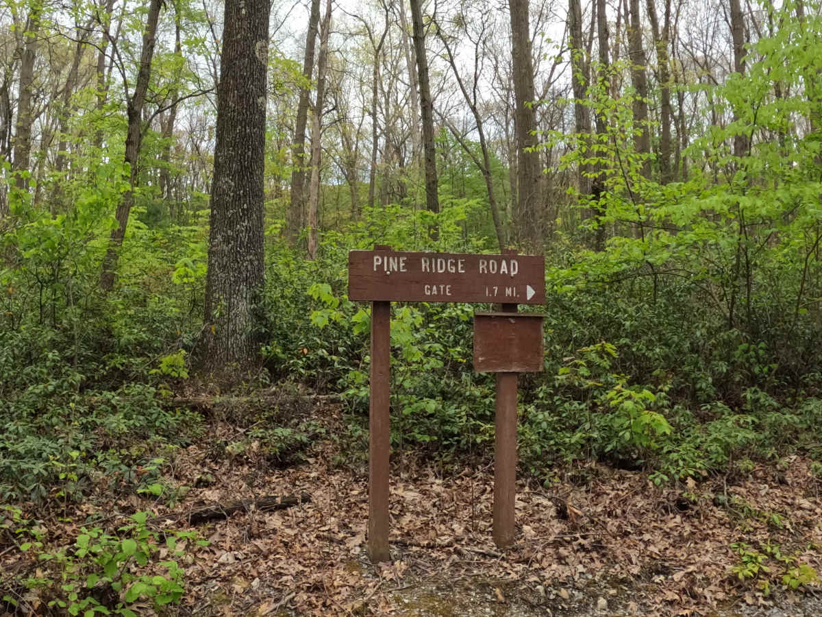 Pine Ridge Road trail photo