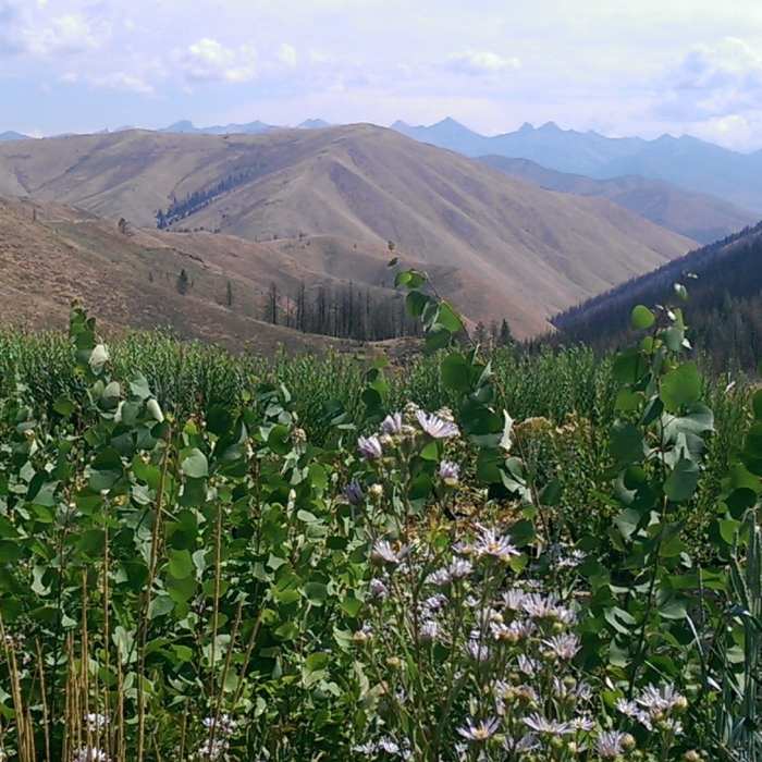 Wonderful views of the Pioneer Mountains Near Imperial Gulch