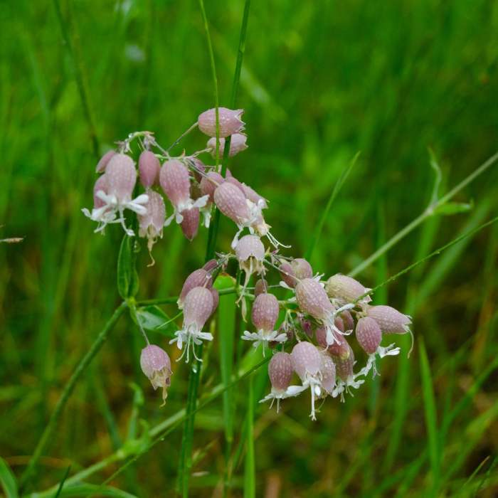 Near Connery Pond Near Connery Pond