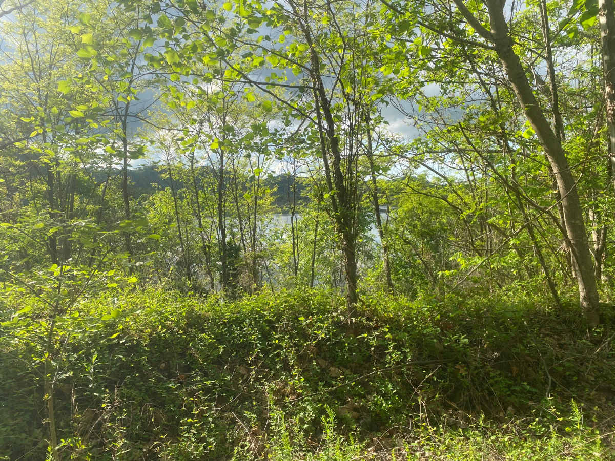 Four Seam Branch Pond  photo 4