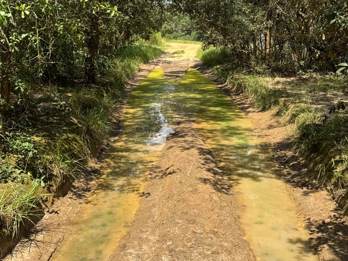Trail 6 - Citrus WMA photo 2