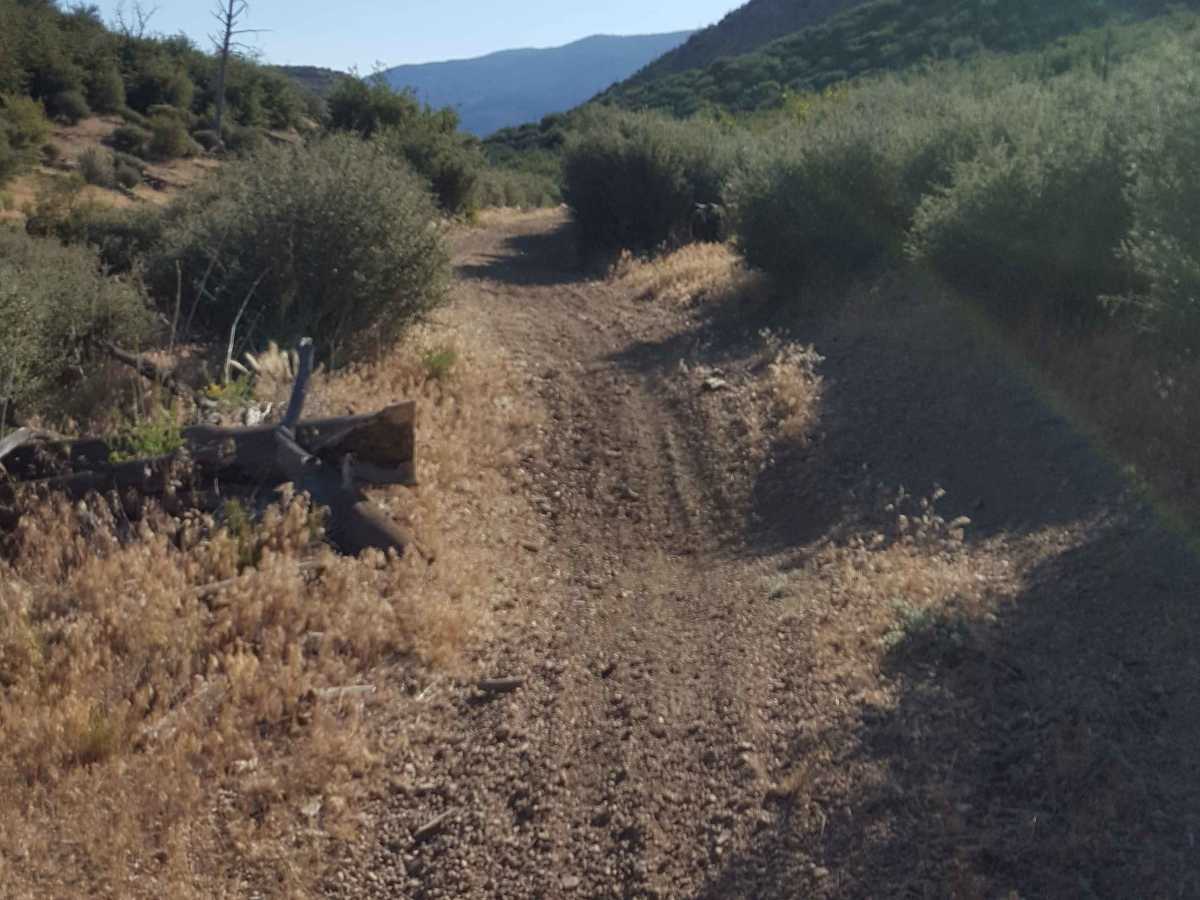 Yellowjacket Singletrack - FS 20W24 photo 6