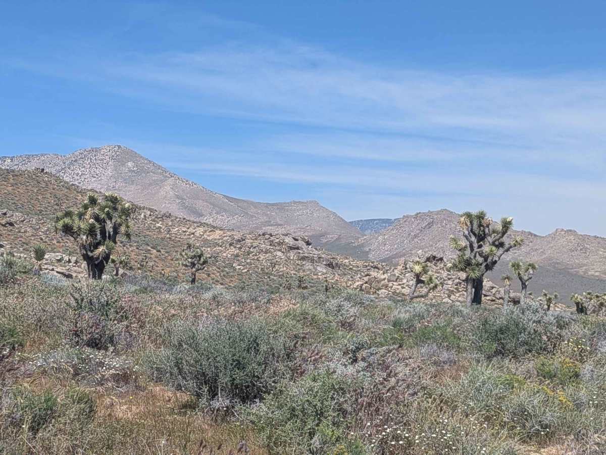 BLM SC44 photo 4