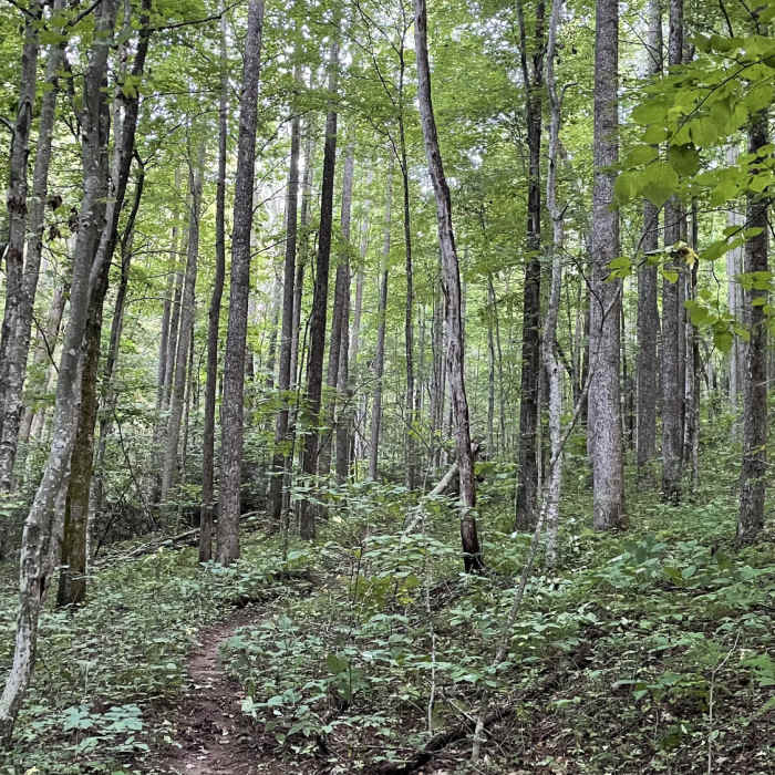 Near China Creek / Thunderhole Loop
