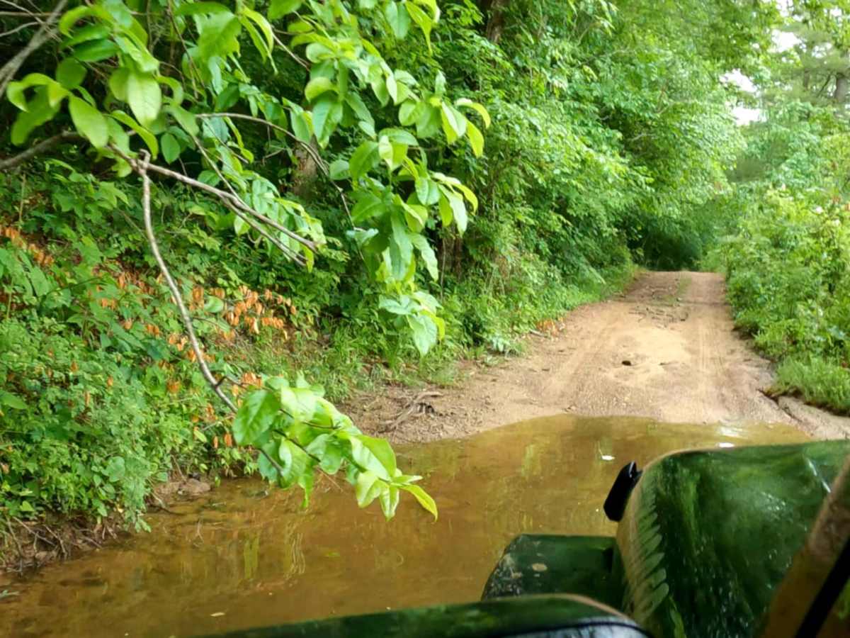 Brushy Fork Road trail photo