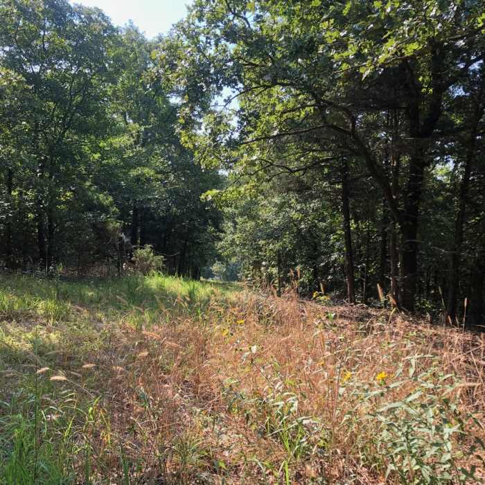 Near Upper Cadron Ridge Trail