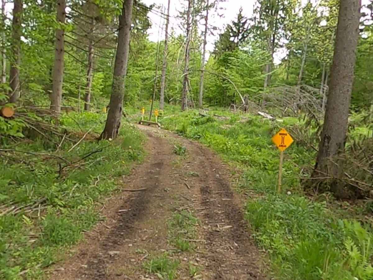 Lewis County Area A - Green Trail photo 3