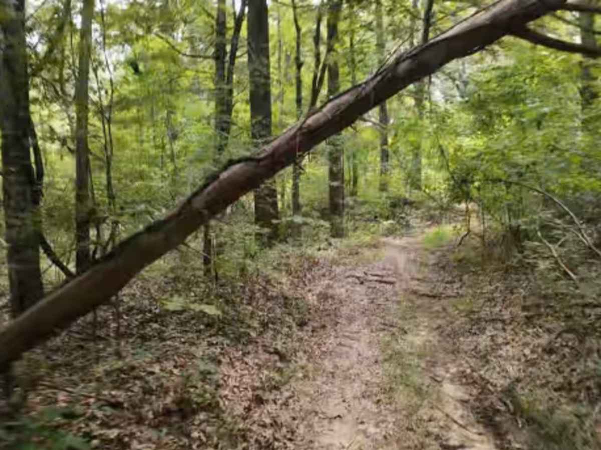 Wheeler Woods Trail photo 3